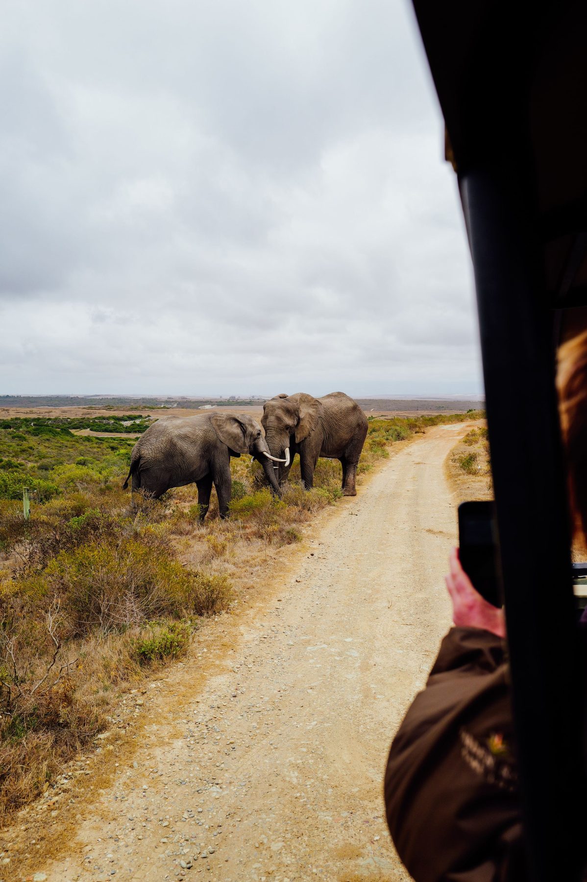 Elefantes durante un safari